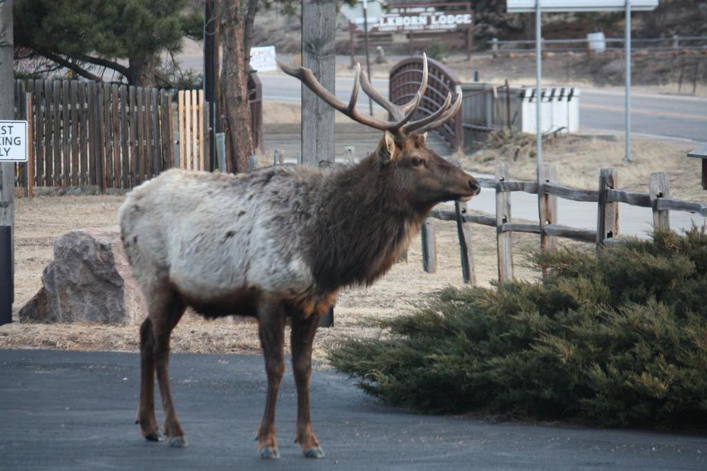 The Maxwell Inn Estes Park Dış mekan fotoğraf